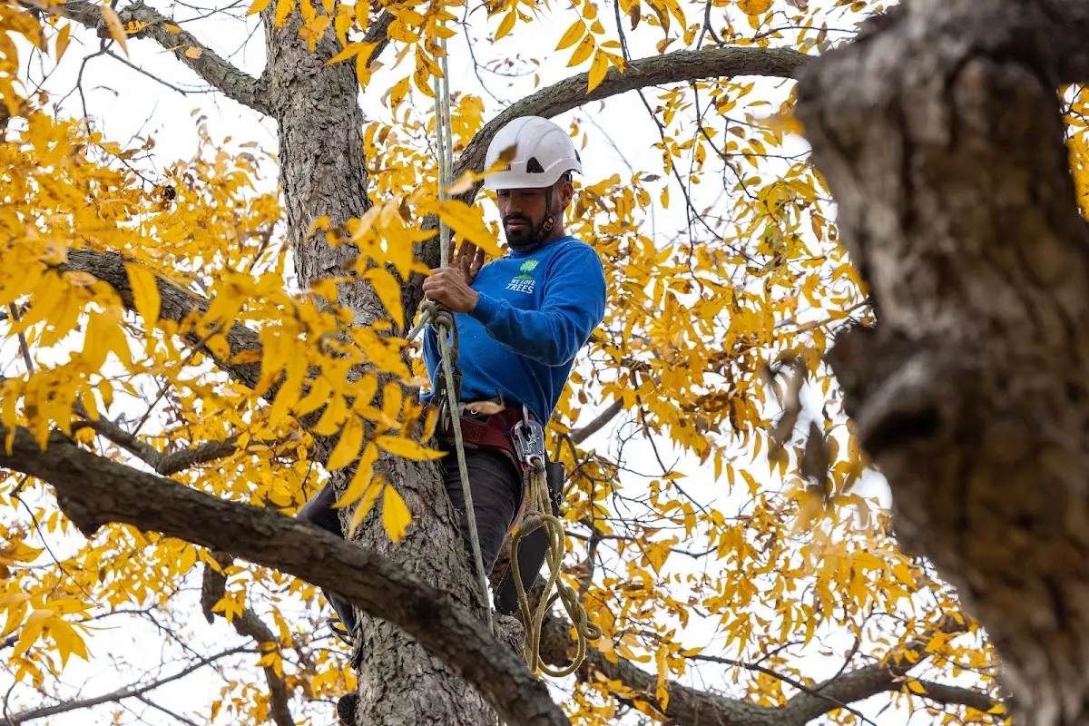 Skilled Tree Transplanting crew working in House Springs