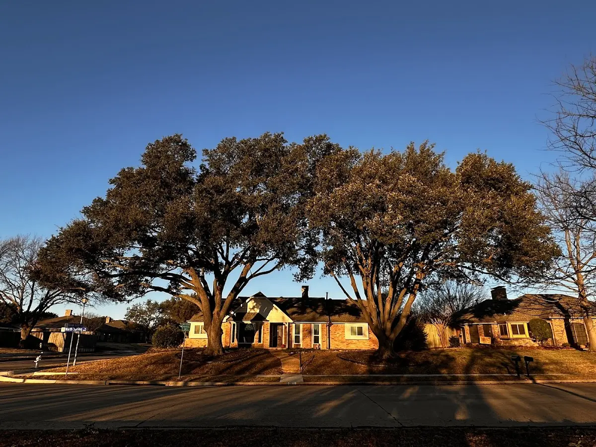Established residential canopy tree shading a home in House Springs