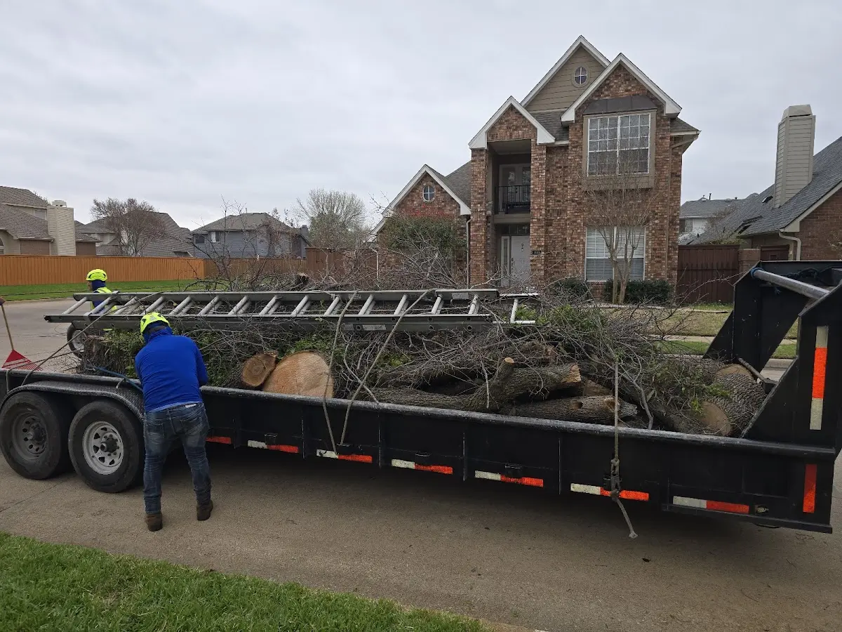 Expert Tree Removal with proper safety equipment in House Springs